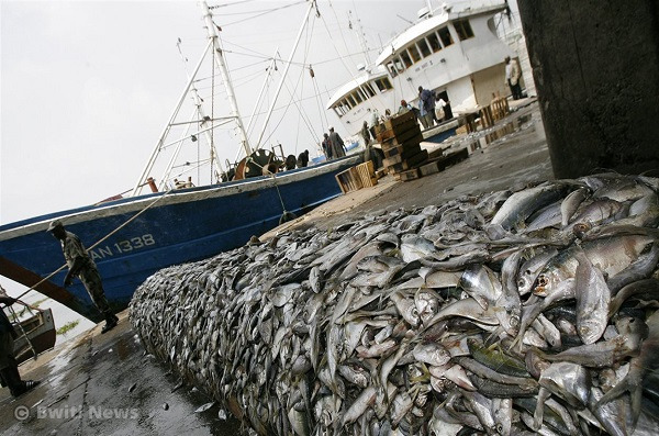IUU FISHING: Cameroon receives a red card from the European Union.  <br> The country's fisheries products will not be able to access the European market.  